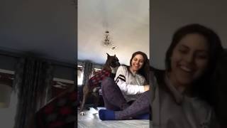 She pretended to die and this was her dogs reaction???