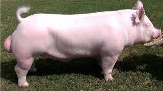 Easy way of Pig Castration Step by step ll सुअर बधियाकरण (खस्सी) का आसान तरीका || Swastik Pig Farm