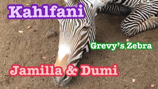 Zebra ?Kahlfani シマウマ　カルファニくん Los Angeles Zoo　ロスアンジェルス動物園