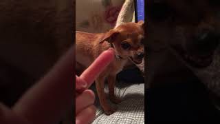 Angry dog dont like finger. Ir šunys pyksta už blogus gestus.