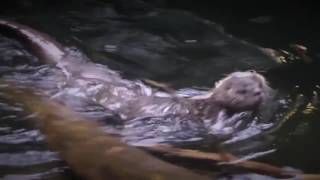 Мама выдра учит плавать своего детеныша - Mother otter learns to swim her cub