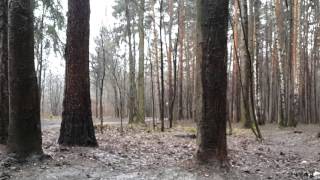 Видео фон: Ранняя весна в парке 2.