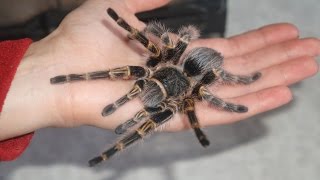 Паук-птицеед Grammostola aureostriata : переселяем нашего паучка ;-)