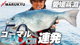 50cmオーバーを奪取! これぞ寒グレの醍醐味 平和卓也 初挑戦の蒋淵で完全勝利