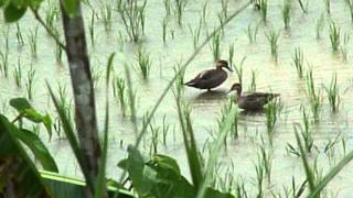 Bohol Wild Ducks