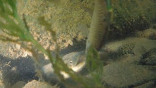 IQ 150인 천재장어를 만나면 무슨일이...Eel catching
