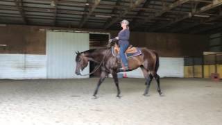 For Sale - Carlotta Chocolate 2009 15.2h brown Incentive Fund Mare by Chips Hot Chocolate
