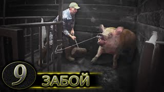 ⚫️ УБОЙ хряка на 300 КГ