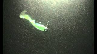 RELAX Twister 5" Swimming video