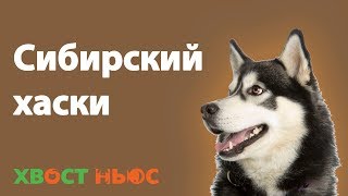 Сибирский хаски. Все о породе