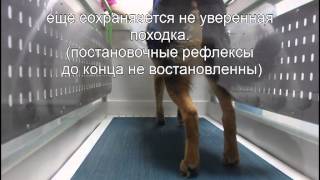 Пуля у собаки