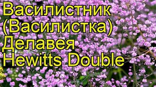 Василистник делавея Хевиттс Дабл. Краткий обзор, описание thalictrum delavayi Hewitts Double