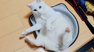 猫は膝の上よりも、足が好きっぽい