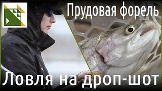 Ловля прудовой форели на дроп-шот.