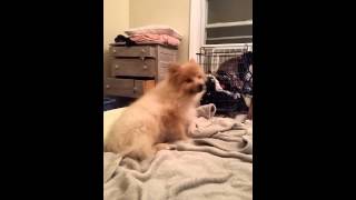 Pomeranian Trachea Collapse or Allergies or Kennel
