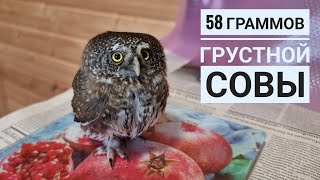 Воробьиный сычик Пуньк заболел. Записались на приём к ветеринару