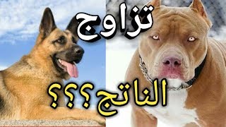 اغرب و افضل حالات تزاوج بين انواع مختلفة من الكلاب ج2