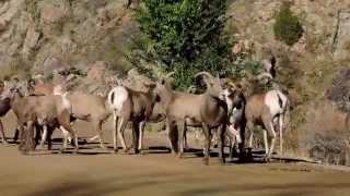 Big Horned Sheep During Mating Season