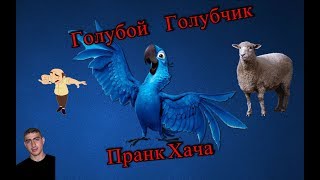 ХАЧ БОМБИТ КАК БЕШЕННЫЙ !!! ШОК !!! ГОЛУБОЙ ГОЛУБЧИК :D | Пранк