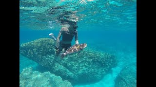 Spearfishing Corfu, golden grouper