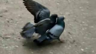 Драка двух голубей, борьба за выживание
