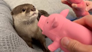 お気に入りの豚がいつの間にかすり替わっているカワウソ otter whose favorite pig has been replaced before you know it.