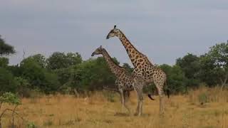 Horse Meeting   Horse Mating   Animal Mating progressive sd src