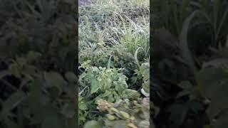 Малина Энросадира (Enrosadira) часть 1