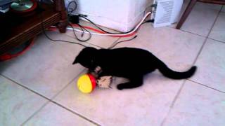 Cat vs Ball