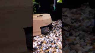 Ancistrus breeding - Mrest ancistrusa