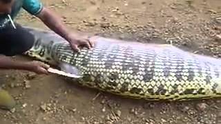 Anaconda de 4 metros engoli uma capivara