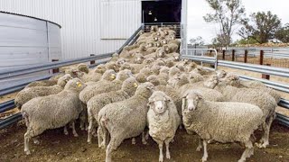 Amazing farming transport & processing methods technology - Incredible sheep, rabbit slaughting line