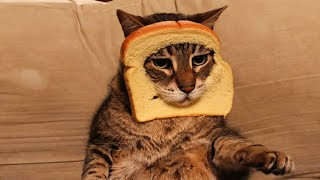 Try Not To Laugh - Funny Dogs And Cats Reaction 2020 ????
