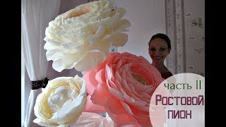 Огромный ростовой пион (часть 2)