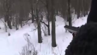 Охота на кабана 2014