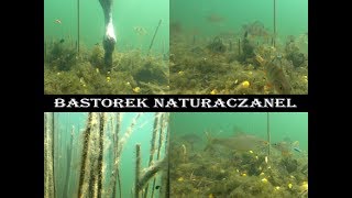 Podwodny Świat - Glinianki (Underwater World) 4K