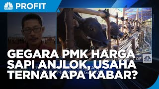 Jelang Idul Adha, Harga Sapi di Wilayah Wabah PMK Anjlok