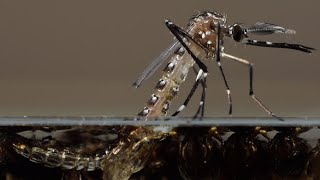 Genetically modified mosquitoes; Mosquitoes prick skin with 6 needles to suck blood - Compilation