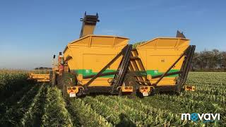 Уборка сахарной кукурузы современной техникой Oxbo 8430
