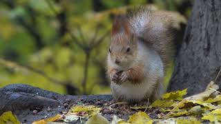 О белке с глазиком / About a squirrel with an eye