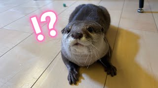 カワウソカフェに行ってきた！…カワウソの反応やいかに I've been to the Otter Cafe! ...How did the otter react?