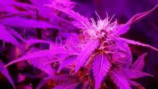 Himalaya Blue Diesel 100W LED GROW