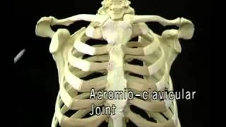 Анатомия грудного отдела. Видеоатлас Акланда. Фильм 3, часть 2. Массаж и Мануальная терапия