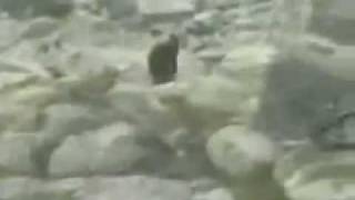 Yeti Filmed In Poland