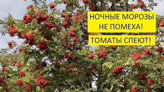 Заморозки в сентябре! Поспела малина и замерзла вода в ведре. Обзор осеннего огорода в Сибири.