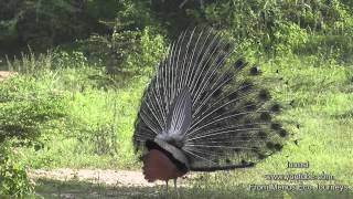 Peacocks In The Wild - A Must See With Loud Calls