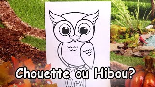 Un hibou ou une chouette ? Coloriage pour Enfants