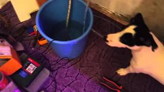 Томат и зелень на аэропонике - tomato aeroponics home made. Часть 2