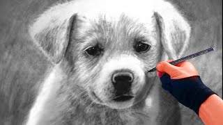Is this the Most Adorable Puppy Drawing On The Internet?