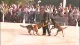 Seb VS 3 chiens